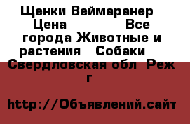 Щенки Веймаранер › Цена ­ 40 000 - Все города Животные и растения » Собаки   . Свердловская обл.,Реж г.